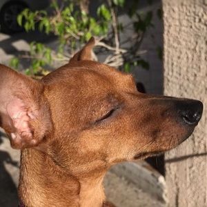 Meet your Posher, Alison denise